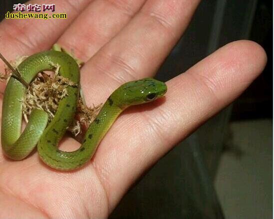 翠青蛇幼体图片2