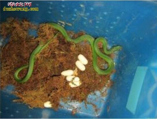 翠青蛇幼体图片3