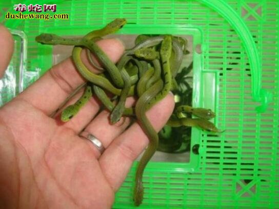 翠青蛇幼体图片5