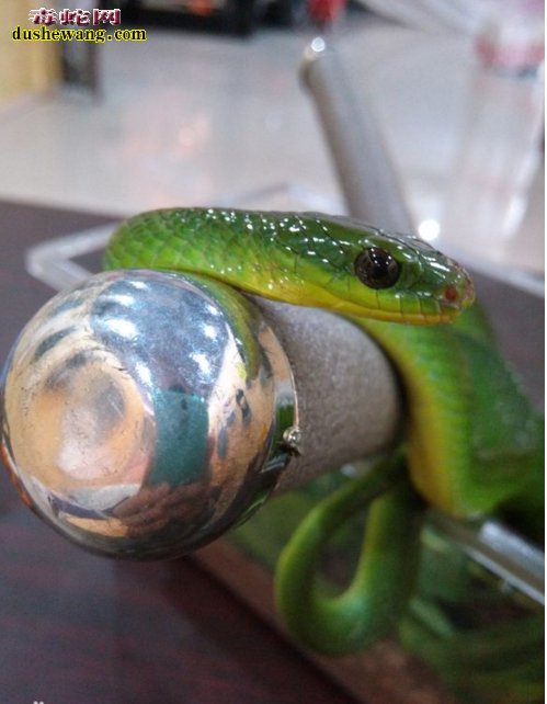 翠青蛇幼体图片11