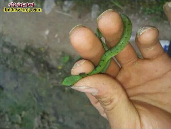 翠青蛇幼体图片8