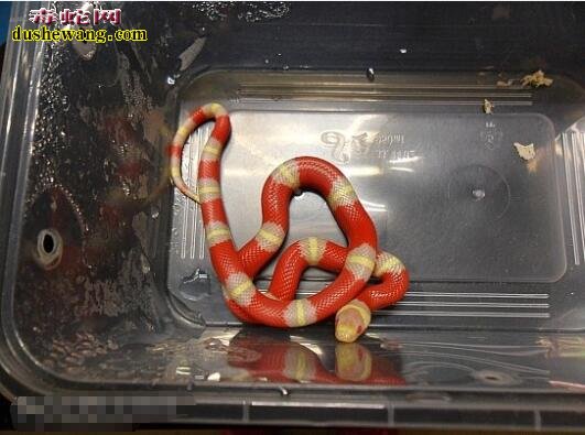 奶蛇幼蛇图片7