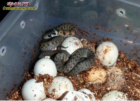虎斑游蛇蛋孵化图片5