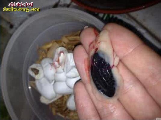 虎斑游蛇蛋孵化图片6