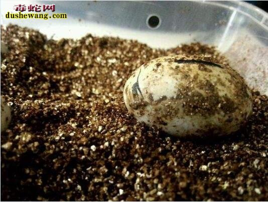 虎斑游蛇蛋孵化图片2