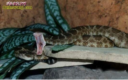 东部菱斑响尾蛇图片4