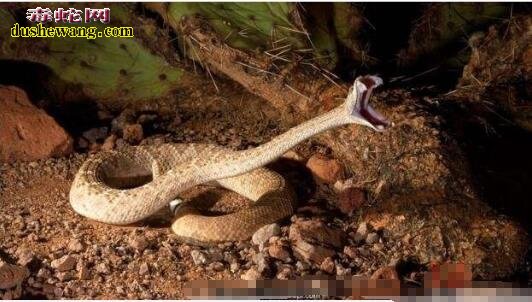 西部菱斑响尾蛇图片4