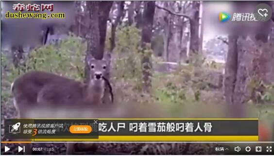 鹿吃人肉!美国拍摄到鹿吃人的尸体