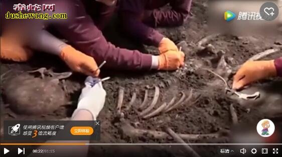鹿吃人肉!美国拍摄到鹿吃人的尸体