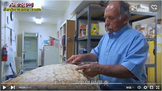 美国南部发现史前雕齿兽甲壳化石