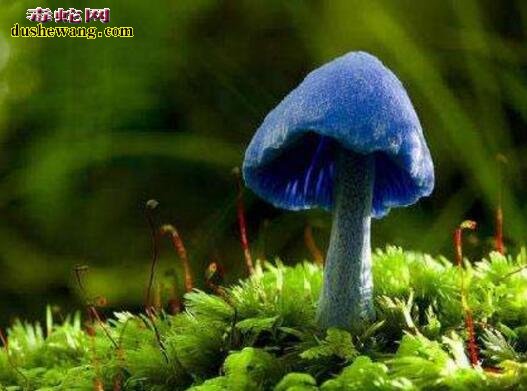 10种罕见的毒蘑菇 第一种会吹口哨!