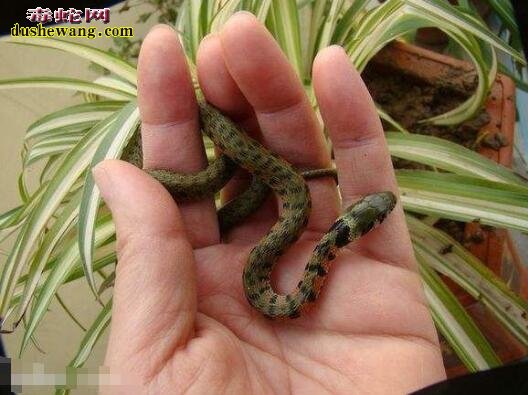 虎斑游蛇幼体图片1