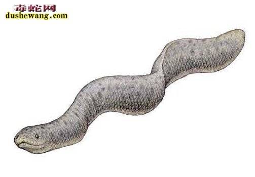 巨型海蛇图片7