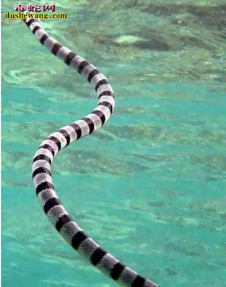 巨环海蛇图片10