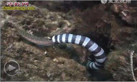 巨环海蛇图片2
