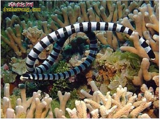巨环海蛇图片3