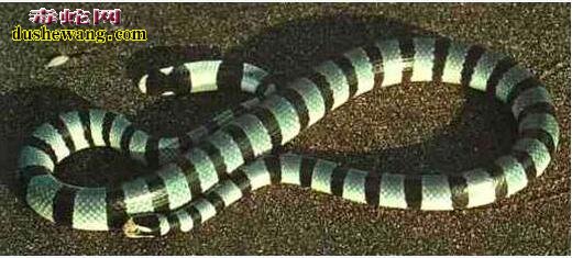 巨环海蛇图片4