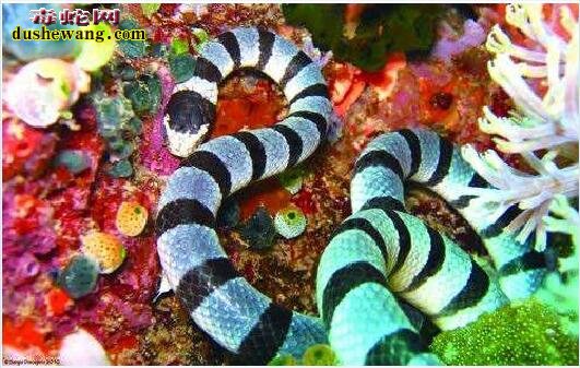 巨环海蛇图片6