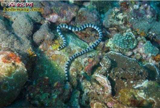 巨环海蛇图片7