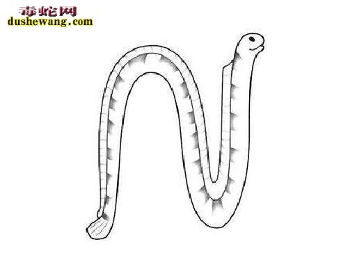 海蛇简笔画1