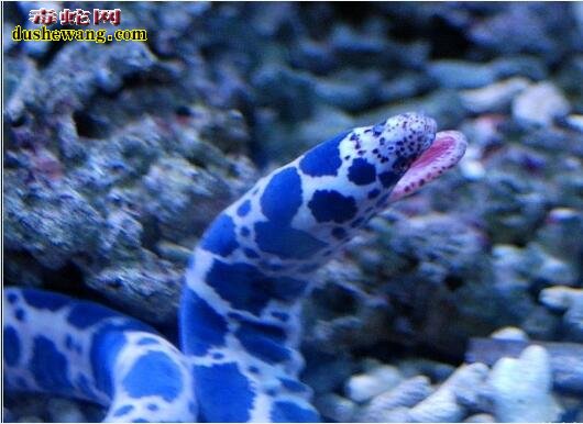 海蛇头图片7