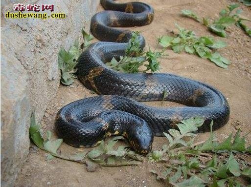 棕黑锦蛇图片2