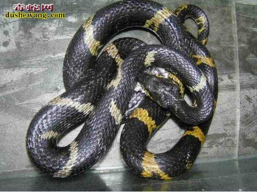 黑蛇图片1