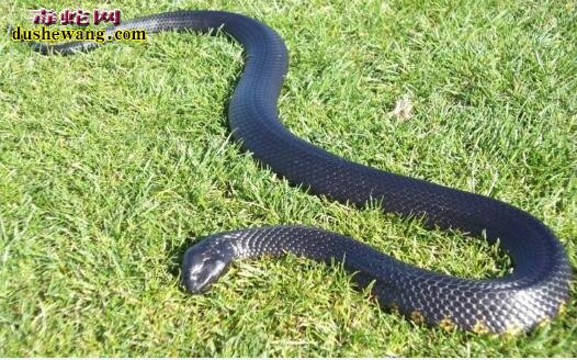黑蛇图片10