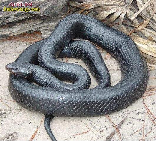 黑蛇图片11