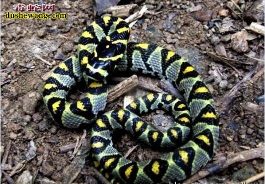 黄黑蛇图片2
