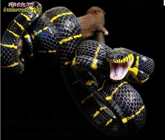 黄黑蛇图片8
