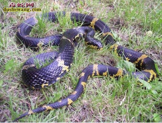 黄黑蛇图片9