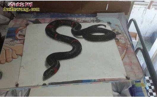 黑蛇画图片大全5