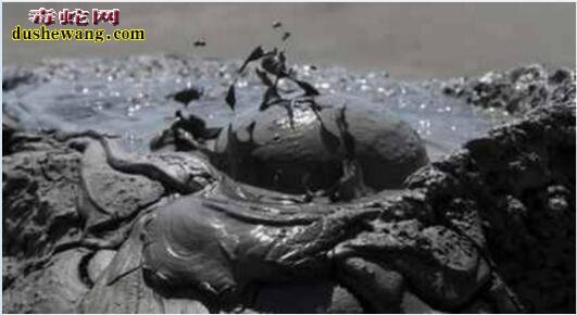 马里亚纳神秘海沟发现生命遗迹