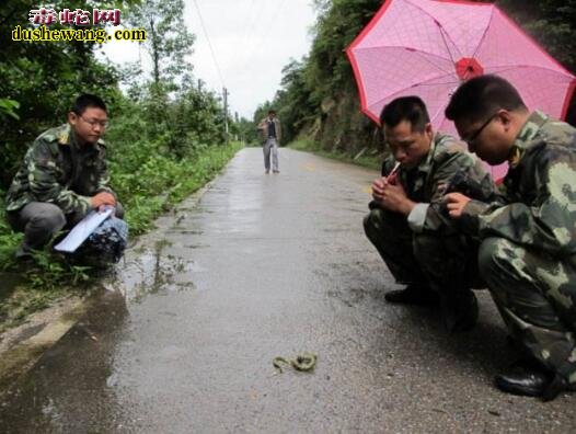 莽山烙铁头蛇苗图片4