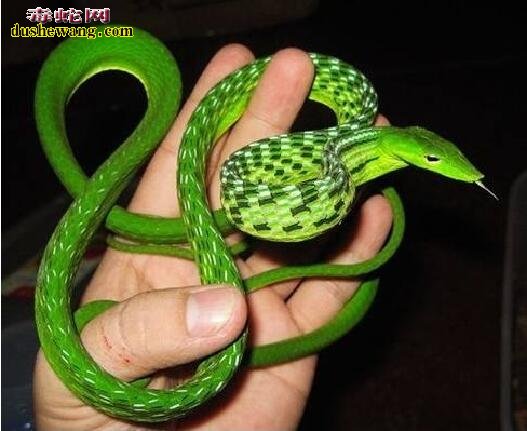 绿瘦蛇图片2