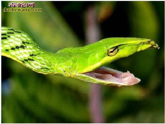 绿瘦蛇图片5