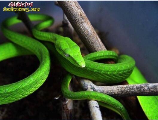 绿瘦蛇图片6