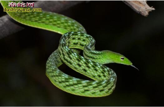 绿瘦蛇图片7