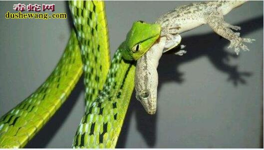 绿瘦蛇图片8
