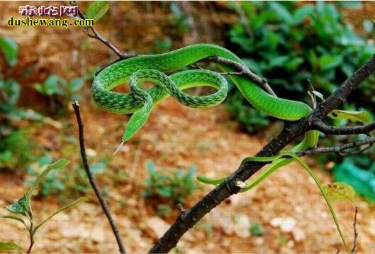 绿瘦蛇图片9