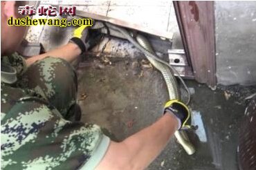 滁州2米长蛇钻幼儿园 惊呆小伙伴