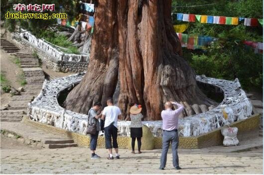 中国十大千年古树,你知道哪几棵