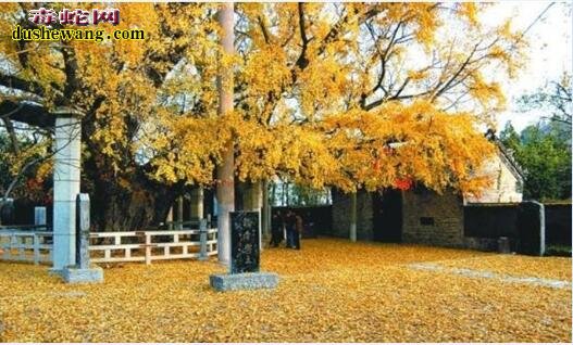 中国十大千年古树,你知道哪几棵