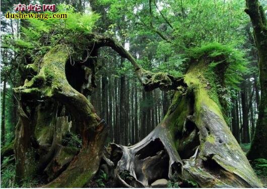 中国十大千年古树,你知道哪几棵