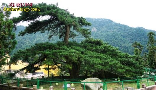 中国十大千年古树,你知道哪几棵