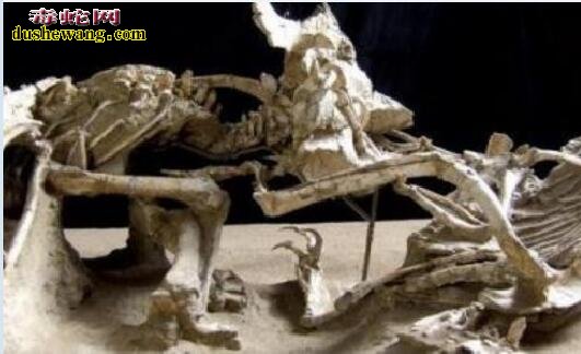 泰坦蟒化石图片5