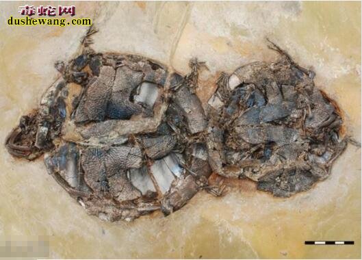 泰坦蟒化石图片7