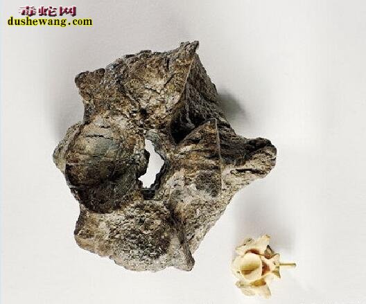 泰坦蟒化石图片1