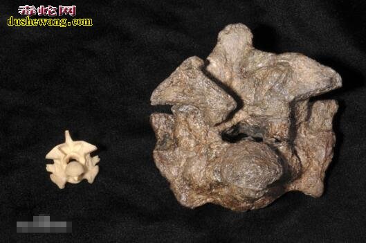 泰坦蟒化石图片4